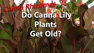 Do Canna Lily Plants Get Old What Happens to the Rhizome After a Few Years Growing in a Garden [upl. by Elleirda]