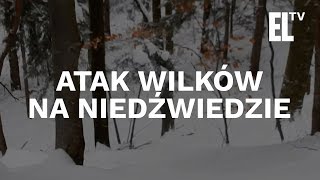 Wilki atakują niedźwiedzie  niesamowite wideo [upl. by Yelehsa]