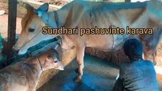 pashu karavapashu paripalanam cowfarm farming [upl. by Aivul]