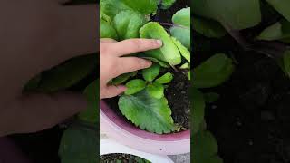 Vegetative Propagation by leaves  Asexual reproduction [upl. by Lashoh166]