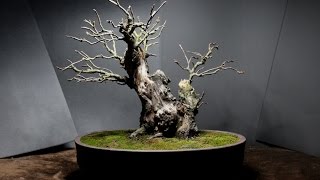 Apple Tree Bonsai April 2015 [upl. by Enair]