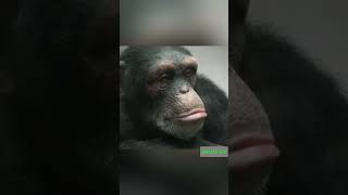 Baby chimpanzee 🐵 ytshorts shorts short facts amazing [upl. by Campman]