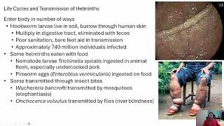 Microbiology Helminths [upl. by Ainslie]