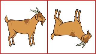 Why Do Goats Faint EXPLAINED [upl. by Anifad]