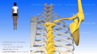 Lépaule les mouvements de la scapula [upl. by Eiveneg]