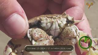 Invasive crab Matuta victor at Almogim Beach in Kiryat Yam [upl. by Ahsirtak928]