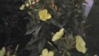 My Evening Primrose [upl. by Enimrej563]