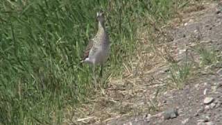 Upland Sandpiper Scolopacidae Bartramia longicauda [upl. by Zeiler]