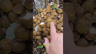 Surprising facts about mushrooms mushroomsurprisingfactsfungifungusamanitaoystermushrooms [upl. by Frazier858]