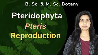 Pteridophyta  Pteris  Sporophyte  Reproduction  Botany  B Sc amp M Sc [upl. by Wandie]