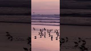 Sanderlings at Sunset oceanbeach sanfrancisco birds shorebirds sanderlings beach sunset [upl. by Znarf]