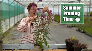 How to Prune Back Early Flowering Perennials for a Rebloom [upl. by Freya]