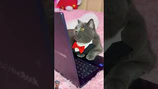 cat tomcat funny cattree funnycats tomcats christmas pets cutecat kitten [upl. by Xantha564]