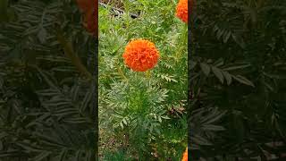 Tagetes erecta  Asteraceae [upl. by Rayshell]