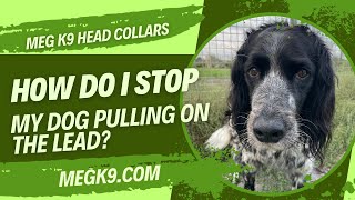 How to fit a Figure 8 Simple Leader Head Collar for dogs  Meg K9 [upl. by Atoiganap]