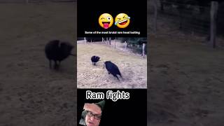 RAM GOAT head butting fight for supremacy funny goat [upl. by Adnawahs]