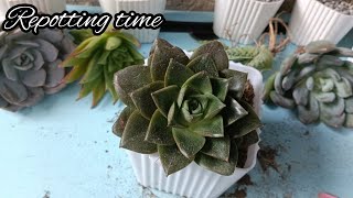 tara mag repot tayo ng succulent•succulent collection of oct•succulent in lowland [upl. by Guinevere]