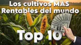 Los 10 Cultivos MAS RENTABLES del mundo [upl. by Crichton]