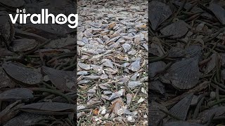 Empty Pen Shells Wash Up On Beach After Hurricane  ViralHog [upl. by Marie-Ann]