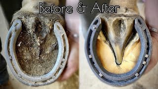 SATISFYING HORSE HOOF RESTORATION [upl. by Biddle859]