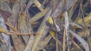 Western Chorus Frogs calling [upl. by Leikeze]