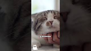 7 SOUNDS CATS LOVE 🐱🔊 cats facts sounds [upl. by Reste]