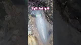 Squid on tip run eging [upl. by Cacka]