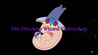 The Histology Wizard Embryology [upl. by Utter539]