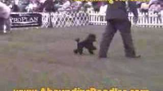 Poodle Dog Show at Poodle Club of America Nationals 2007 [upl. by Aggri]