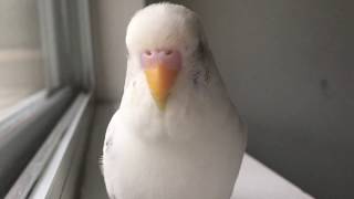 Cutest budgie singing and talking [upl. by Suh980]