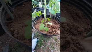 egg for tomato shorts berkebun tomatoegg tomato [upl. by Baiss238]