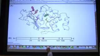 10 Biochemistry Enzymes II Lecture for Kevin Aherns BB 450550 [upl. by Rosenbaum]