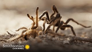 Intense This Tarantula Mating Ritual Is a Dance w Death 🕷️ Smithsonian Channel [upl. by Kirven]