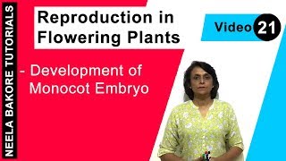 Reproduction in Flowering Plants  NEET  Development of Monocot Embryo  Neela Bakore Tutorials [upl. by Ydoj735]