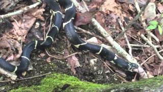 King Snake vs Copperhead [upl. by Airamzul]