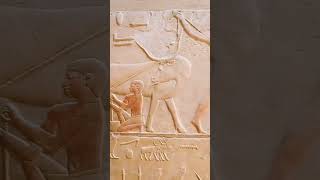 Sakkara tombs daily life scenes egypt ancientegypt history highlights youtubeshorts pyramid [upl. by Berthoud]