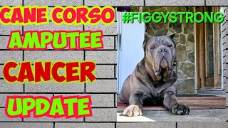 Figgy Cancer Update CaneCorso [upl. by Balliol]