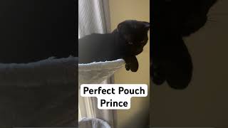 PERFECT POUCH POSE cat cats blackcat catvideos catvideo [upl. by Gonzalo]