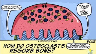 How do osteoclasts resorb bone [upl. by Eyde308]