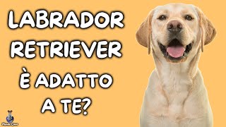 Labrador Retriever Cosa Sapere [upl. by Lesirg675]