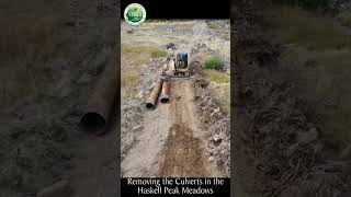 Removing the Culverts in the Haskell Peak Meadows meadow restoration hydrology [upl. by Akimrej]