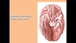 CNS Anatomy lec 9 Part 3  Cortical Region of the Brain [upl. by Attenyw]