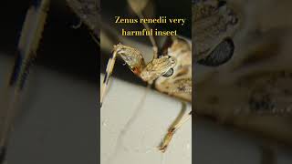 Zenus renedii very harmful insect [upl. by Maurice580]