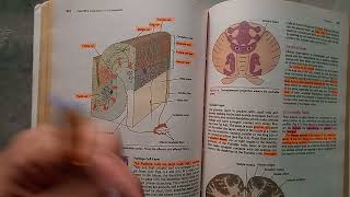 Guidelines cerebellum chapter Neuroanatomy revision layersnuclei afferent amp efferent pathways [upl. by Ayiram]