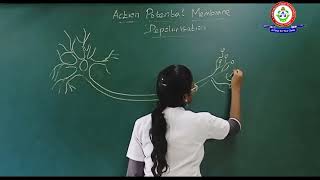 ACTION POTENTIAL DEPOLARIZATION [upl. by Angy]