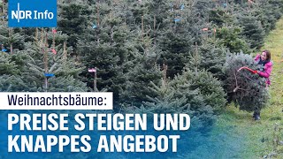 Teure Weihnachtsbäume 2024 Warum die Preise in die Höhe schießen  NDR Info [upl. by Akkina]