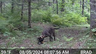 WISCONSIN BEAR DOGS GREAT SOUND  Life in the Northwoods  2024 [upl. by Marentic]