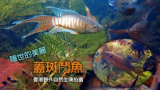 【隱世的美麗。蓋斑鬥魚】The Hidden Beauty of Paradise Fish [upl. by Brunk]