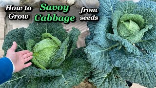 Growing Savoy Cabbage from Seed to Harvest [upl. by Laehpar]