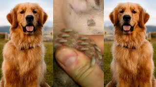 Removing mangoworm in dog  Mangoworms removal in dog 24 [upl. by Wolff]